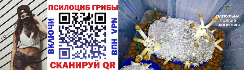 закладка  Славск  Галлюциногенные грибы Psilocybine cubensis 